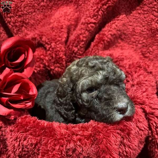 Chase, Standard Poodle Puppy